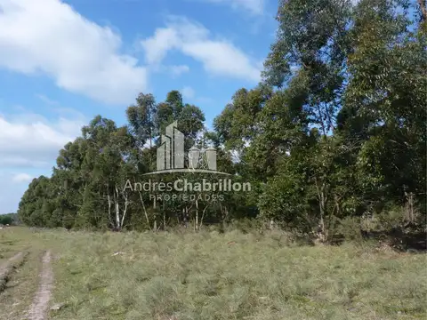 Forestación De Colonia Argentina - Federación