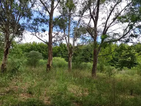 TERRENO 1 Hectarea , Ideal CHACRA, MANZANARES