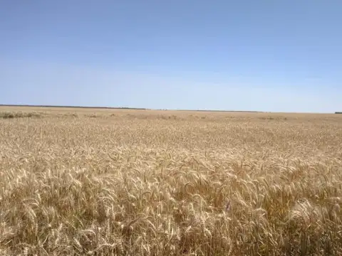 1500 ha - 100% agricola - Bandera - Sgo del Estero
