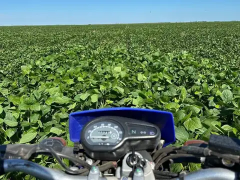 1500 ha - 100% Agricolas - Bandera - Sgo del estero