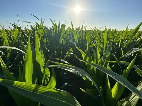 1500 ha - 100% agricola - Bandera - Sgo del Estero