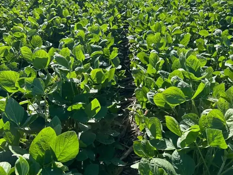 1500 ha - 100% Agricolas - Bandera - Sgo del estero