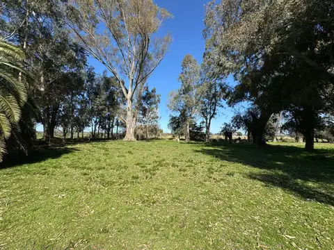 Campo 19 ha con frente RP 41 - Casa 3 amb. Molino y Tanque Australiano - San Miguel del Monte
