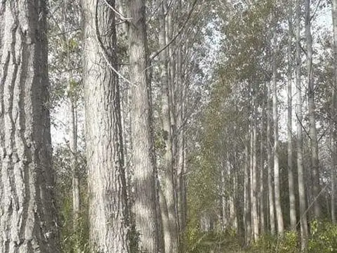 Casa Campo  en Venta en Parana Miní, Zona Delta, San Fernando