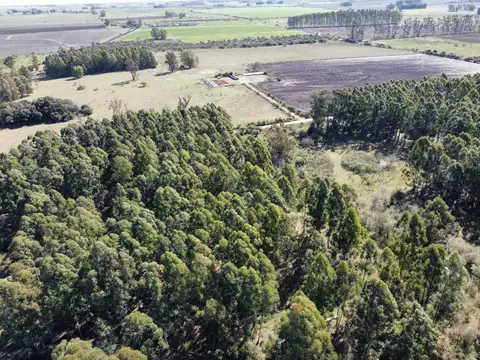 40 has. Dpto. Uruguay - Campo forestal en venta en Arroyo Molino