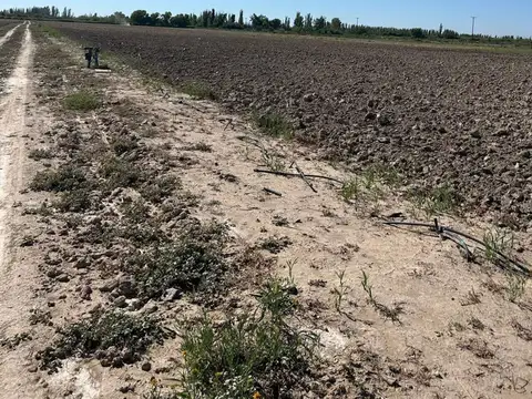FINCA DE 25 Ha EN PRODUCCIÓN DE AJO