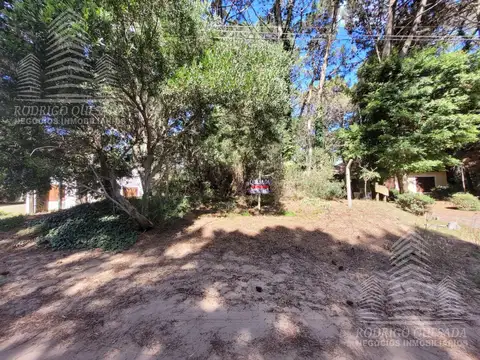 Las Rosas e/Tulipanes y Jazmines