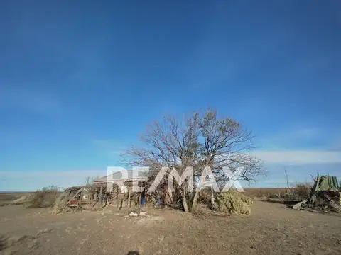 VENTA CHACRA 10 HECTAREAS CON CASA EN SENILLOSA