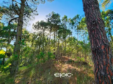 Lote en Venta Pinamar Boulevard Alamos