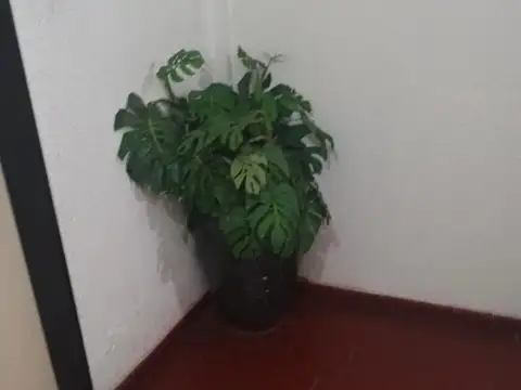 Departamento en Alquiler 40 años