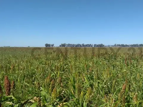 Campo en Venta en Buenos Aires Interior, General Villegas, Santa Regina con un valor de USD 1.105...