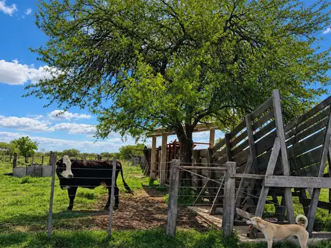 CAMPO GANADERO - ALEJANDRA, DPTO. SAN JAVIER