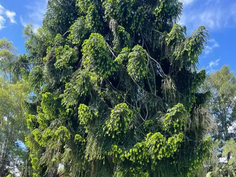 Casa en Alquiler en Bella Vista, USD 5.000