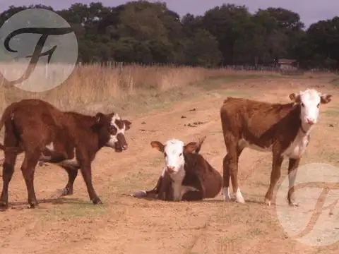 Campo mixto en venta - 2.270 ha en Corrientes con gran potencial productivo