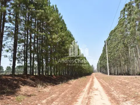 Virgen De Fatima 4800