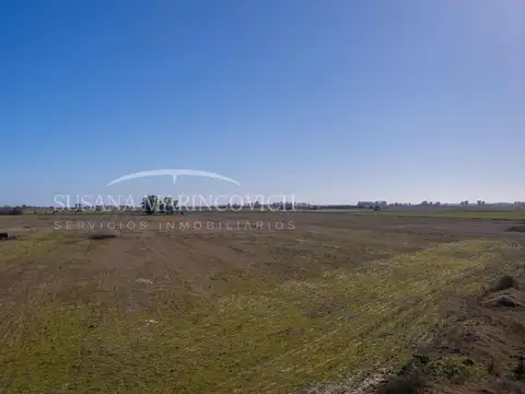 Campo de 80ha en Navarro