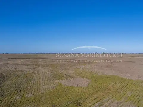Campo de 80ha en Navarro