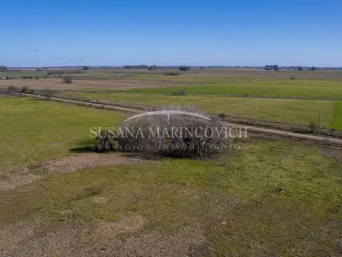 Campo de 80ha en Navarro