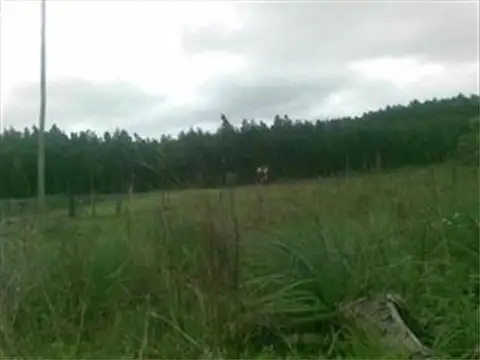 Campo ganadero 133 Has.