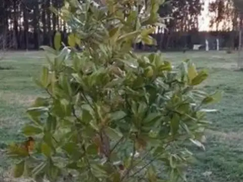 Venta de Hermosa chacra de 1,5 hectáreas en Mercedes,