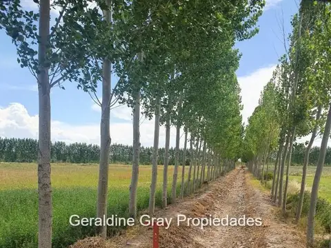 Campo en venta de 70 has ubicado en Tratayen