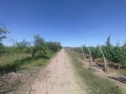 Venta Finca Vitícola en Chachingo 13 has