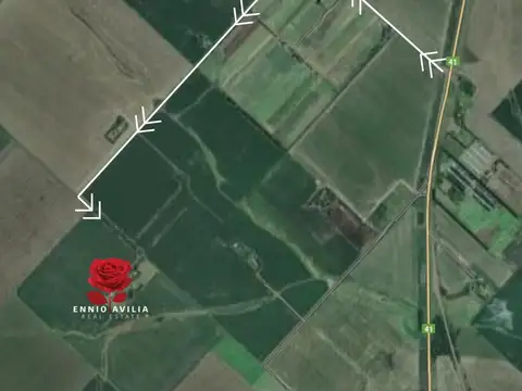 RP41  Km 315  (67 hectareas)