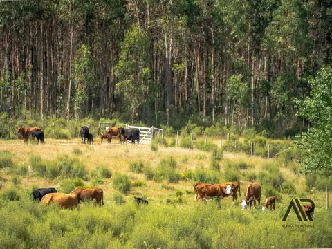 Campo en venta de 72has ubicado en Canelones