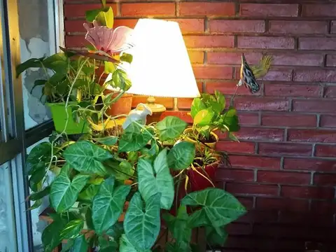 Departamento - Floresta