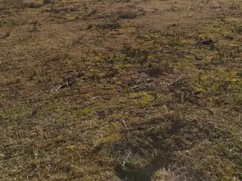 Campo en Venta Agrícola