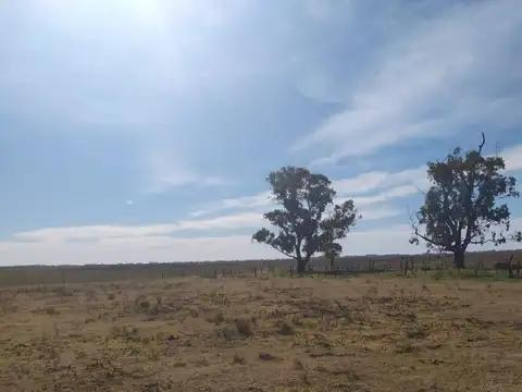 Campo en Venta Agrícola