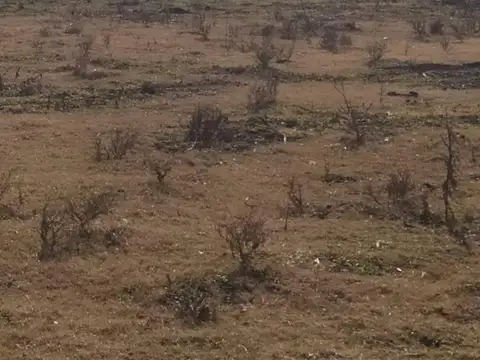 Campo en Venta de 155  ha