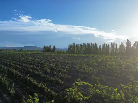 SAN RAFAEL MENDOZA