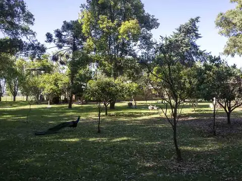 Ruta 41
