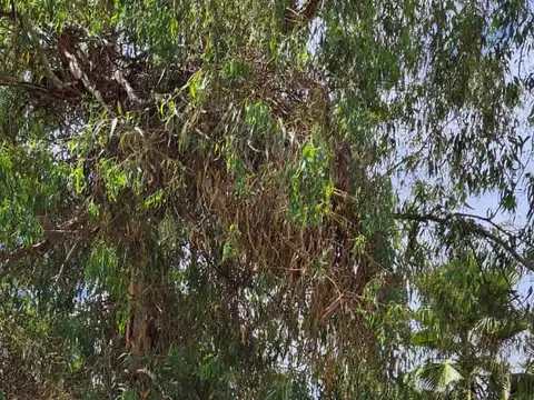 Vendo Lote en Coquimbito