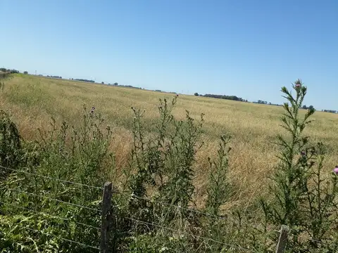 Campo en venta en Inocencio Sosa