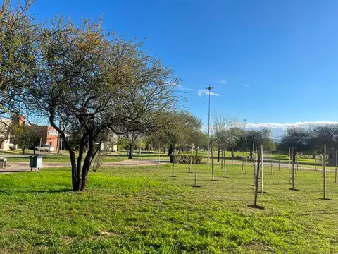 Lavanda 300