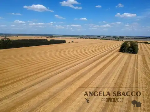 Campo en Solis.