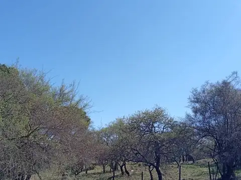 Los olmos (Lote 78)