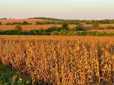 CAMPO 180 HAS. AGRICOLA GANADERO PAYSANDU