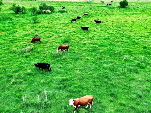 CAMPO 180 HAS. AGRICOLA GANADERO PAYSANDU