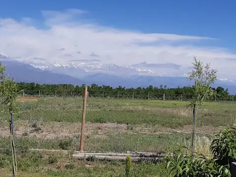 Calle Morgani s/n La consulta, San Carlos.