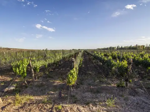 SE VENDE FINCA EN LUJAN DE CUYO