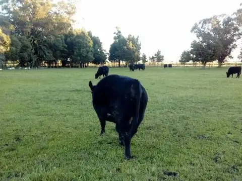 CAMPO DE 21has DE ALVAREZ JONTE, PUNTA INDIO