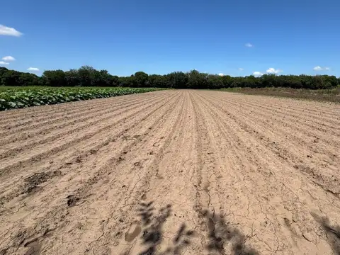 VENTA 6.5 HECTAREAS TRABAJADAS COLONIA CAROYA
