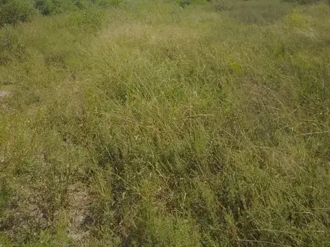 El Arbolito Lote C