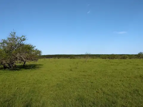 Campo de 343 has ganadero en venta Dpto. Concordia sobre aslfato