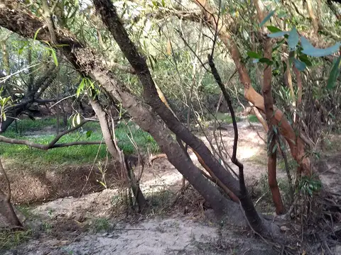 Campo en Venta Ganadero
