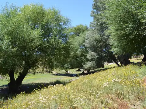 3750 ha - Ganaderas - Ranquilon - Neuquen