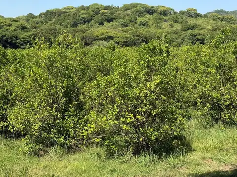 Camino Rural Vecinal 100